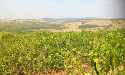 Fazenda / sítios / chácaras com 4 quartos à venda em bom sucesso