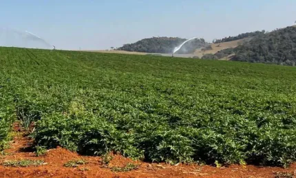 Fazenda / Sítios / Chácaras com 3 quartos à venda em Pouso Alegre