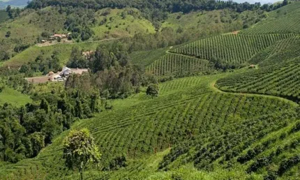 Fazenda / Sítios / Chácaras com 6 quartos à venda em Conceição Do Rio Verde