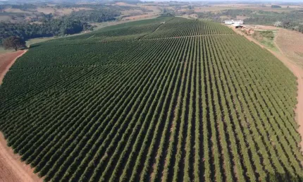 Fazenda / Sítios / Chácaras à venda em São Gonçalo Do Sapucaí