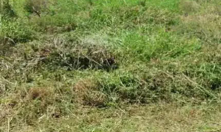 Terreno à venda no Santo Antônio, Concórdia 