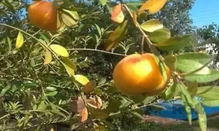 Casa em Condomínio 2 dormitórios à venda Águas Claras Viamão/RS