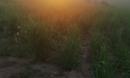 Chácara / sítio à venda na Rua 7 de Setembro, 100, Zona Rural, Saltinho