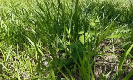 Terreno em condomínio fechado à venda no Jardim San Marco, Ribeirão Preto 