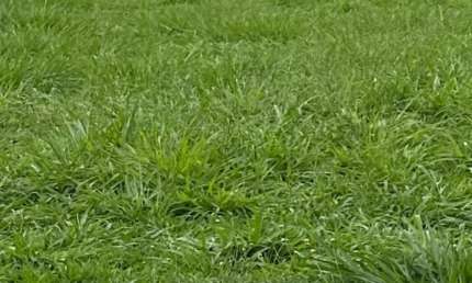 Terreno Residencial para Venda, Condomínio Villa de Buenos Aires, entre Ribeirão e Bonfim, Zona Sul