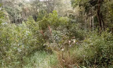 Terreno à venda na Vereador Belarmino Pereira De Carvalho, Serra da Cantareira, Mairiporã