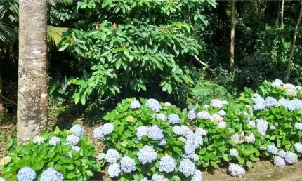 Terreno em condomínio fechado à venda na Gravatá, Roseira, Mairiporã