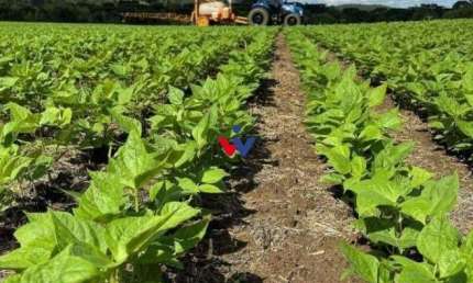 Fazenda / Sítio para venda em São Mateus Do Sul de 242000.00m² com 1 Quarto
