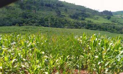 Lote / Terreno para venda em Guaraniaçu de 6050000.00m² com 1 Quarto