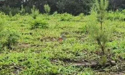 Fazenda / sítio para venda em três córregos de 411400.00m² com 1 quarto