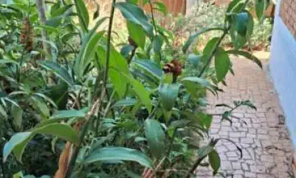 Casa para venda em Jardim América de 500.00m² com 4 Quartos, 1 Suite e 4 Garagens