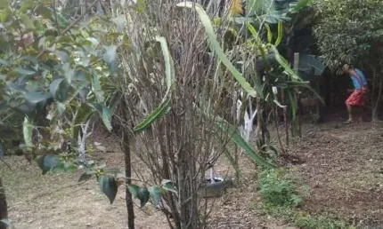 Chácara para venda em leites de 60.00m² com 2 quartos
