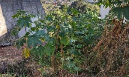 Terreno à venda, 565m² no Cidade Satélite - Atibaia/SP - TE2510