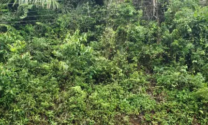 Terreno à venda na Praia do Félix (Praia do Lúcio), Ubatuba 