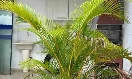 Casa com 2 quartos para alugar na Rua Duarte da Costa, 005, Aviação, Praia Grande