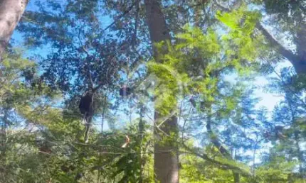 VENDO SÍTIO COM 38,37 HECTARES A 35 KM DO TREVO DO LAGARTO codigo: 129078
