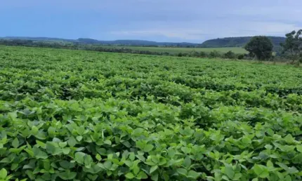 Fazenda à venda na Área Rural de Uberlândia, Uberlândia 