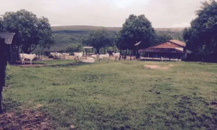 Excelente fazenda com carvoaria em Presidente Olegário-MG contendo  310 hectares  ou seja, 64,04 alqueires;