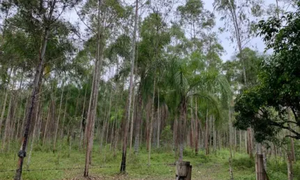 Sítio com 3 nascentes de água mineral, área de 77 hectares,  em Jacupiranga - SP;