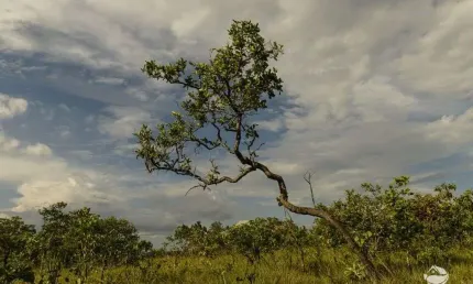 FAZENDA LINDÍSSIMA BEM LOCALIZADA EM NIQUELÂNDIA/GO