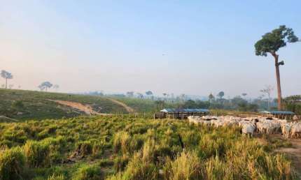 Fazenda à venda no Centro, Novo Progresso 