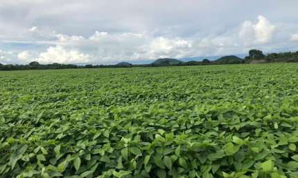 Fazenda à venda no Centro, Santa Terezinha 