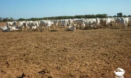 Fazenda à venda no Setor Central, Alvorada 