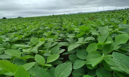 FAZENDA EM NIQUELÂNDIA/ GO - EXCELENTE OPORTUNIDADE!