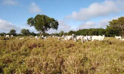 Fazenda à venda no Centro, Paraíso do Tocantins 