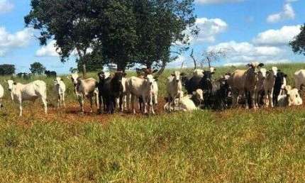 FAZENDA INCRÍVEL COM 9.475 HECTARES  EM  ÁGUA CLARA/MS