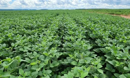 Fazenda com excelente logística e ótima localização em tesouro/mt