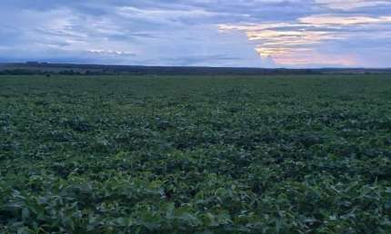 FAZENDA DUPLA APTIDÃO EM ROSÁRIO DO OESTE/MT - ÓTIMA OPORTUNIDADE DE NEGÓCIO!