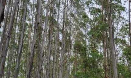 Fazenda à venda no Pedregulho, Guaratinguetá 