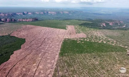 Fazenda incrível em palmeira do piauí/pi - ótima oportunidade de negócio!