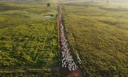 Fazenda à venda na Área Rural de Itaituba, Itaituba 