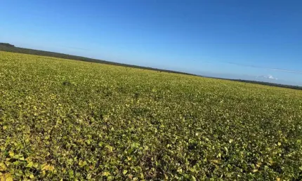 Fazenda à venda no Centro, João Pinheiro 
