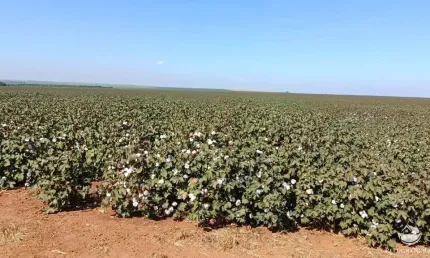 Fazenda à venda no Centro, Jaciara 
