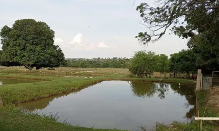Fazenda à venda no Centro, Tesouro 