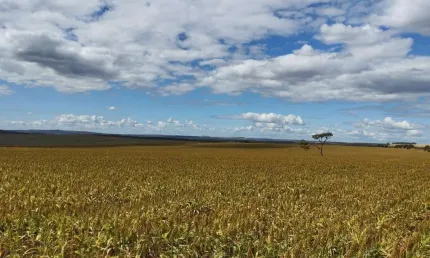 Fazenda à venda no Centro, Água Fria de Goiás 