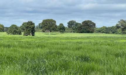 Fazenda à venda no Centro, Cocalinho 