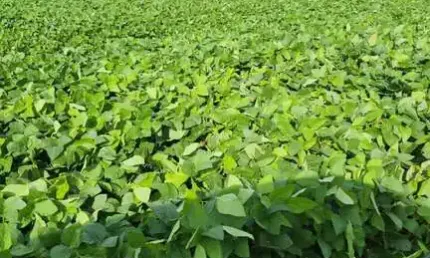 Fazenda à venda no Centro, São Desidério 