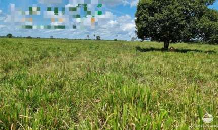 FAZENDA INCRÍVEL COM ÓTIMA ESTRUTURA NO SUL DO PARÁ