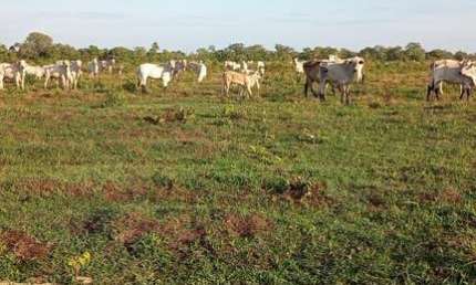 Fazenda à venda no Centro, São Félix do Araguaia 