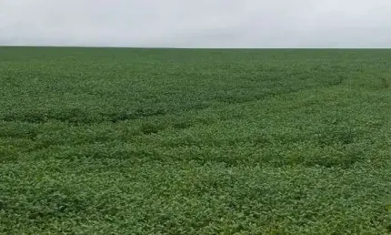 Fazenda à venda no Centro, Paraíso do Tocantins 