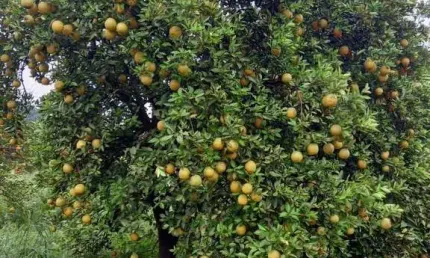 Fazenda à venda no Centro, Campina Verde 