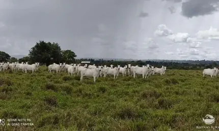 FAZENDA IMPERDÍVEL À VENDA (PORTEIRA FECHADA) - BANDEIRANTES/TO