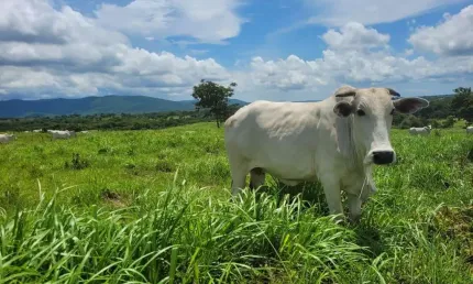 Fazenda à venda no Centro, Acorizal 