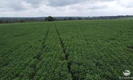 Fazenda à venda no Setor Central, Araguaína 