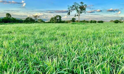 Fazenda à venda no Centro, Campina Verde 