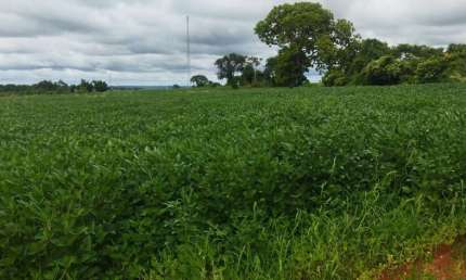 Fazenda à venda no Centro, Frutal 